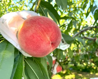 TOP下部スライダー画像12