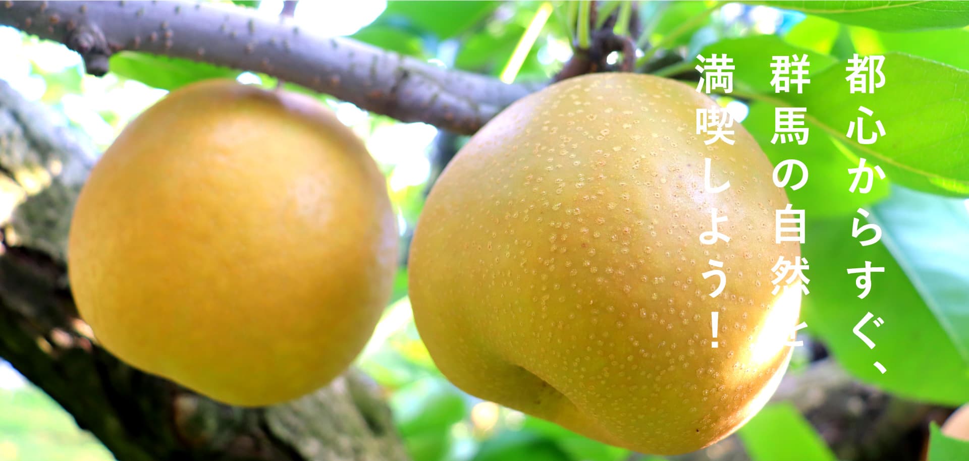 榛名の梨狩り観光園：しんこう園|都心からすぐ群馬の自然を満喫しよう